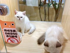 -屋虎猫馆(宝安大仟里店)