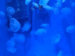 -大连圣亚海洋世界