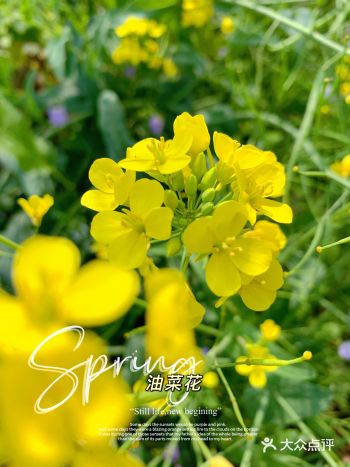 亦庄春天图鉴 ㊸ —— 油菜花