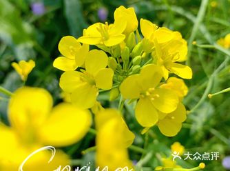 亦庄春天图鉴 ㊸ —— 油菜花
