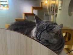 -豆逗聊愈猫阁Easy Life