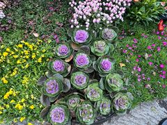 -杭州植物园