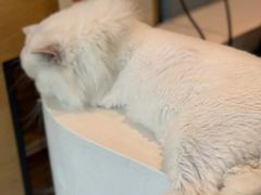 -御宝贝·A梦猫科宠物医院(国际猫友好医院)