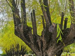 -汉长安城未央宫国家考古遗址公园