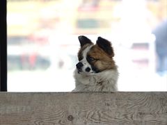-九尺赵老四鲜鹅肠火锅