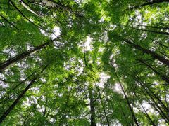 -桤木河湿地公园