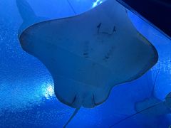 -珠海长隆海洋王国