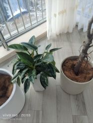 -HEYAN荷妍专业脱毛连锁机构