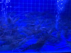 -去吃龙虾|鲜活小海鲜·鲜货烧烤(红林世界城店)