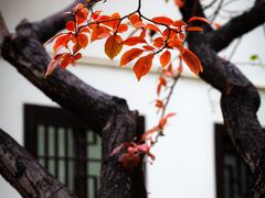 -莫愁湖公园