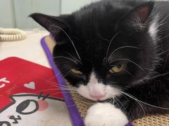 -纳吉亚猫专科动物医院博雅分院