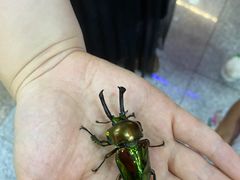 -上海大自然野生昆虫馆(东方明珠·爬宠昆虫探索中心)