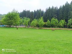 -武陵山森林公园