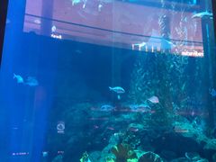 -迪拜水族馆及水下动物园