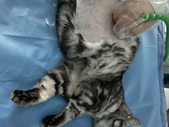 -纳吉亚猫专科动物诊疗中心(蒋宅口分院)