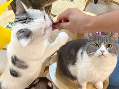 -柴迷FANS CLUB·柴犬狗咖·猫咖