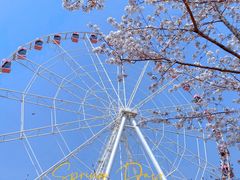 -顾村公园