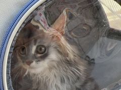 -瑞派康怡24h宠物医院·犬猫医疗中心·微创绝育(瑞景分院)