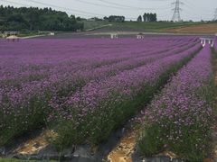 -紫颐香薰山谷景区