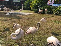 -广州长隆飞鸟乐园