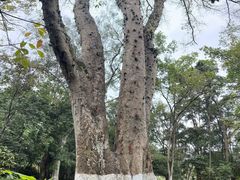 -广西壮族自治区药用植物园