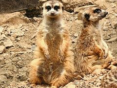 -大连森林动物园