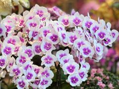 -双季花艺园艺市场(浦东店)