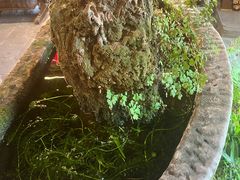 -三道苗苗鱼·美蛙黄辣丁(八里店)