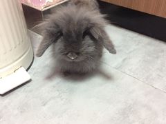 -严国平动物医院(德政总院)