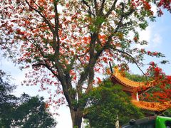 -深圳仙湖植物园