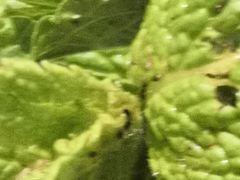 -越弥越南传统美食馆