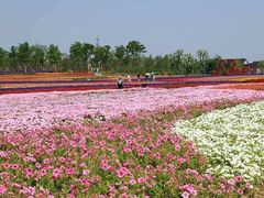 -洪湖湿地生态园