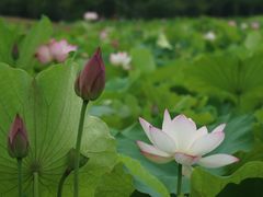 -嘉北郊野公园