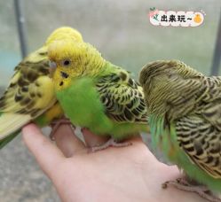 -萌宠亲子动物乐园(槐房万达店)