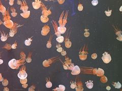 -石家庄极地海洋世界