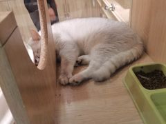 -BABIT巴比特宠物(MOMOPARK店)