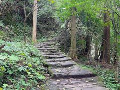 -天目山大树王景区