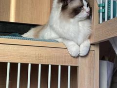 -谐和贝康宠物医院24小时·宠保定点(急重症转诊中心)