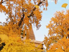 -北京石刻艺术博物馆(五塔寺)