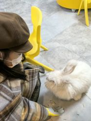点击看大图 -神奇动物撸宠馆·羊驼·小浣熊·异宠(豫园店)