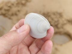 -日照海滨国家森林公园