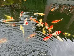 -香麒园·过桥米线·南湖雅宴