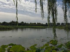 -白洋淀景区