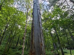-五营红松林海景区