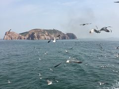 -长岛万鸟岛