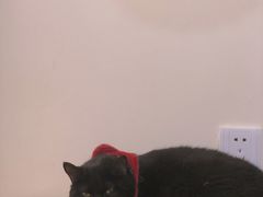 -滚猫咖啡·猫咖·猫友好撸猫(未来城店)