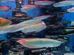 -多彩贵州城极地海洋世界