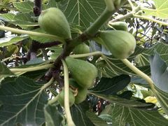 android_upload_pic-白塘生态植物园