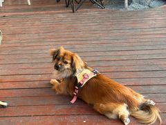 -Bella coffee(六月海店)