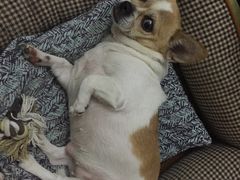 -瑞派天宁宠物医院·猫科·异宠中心
